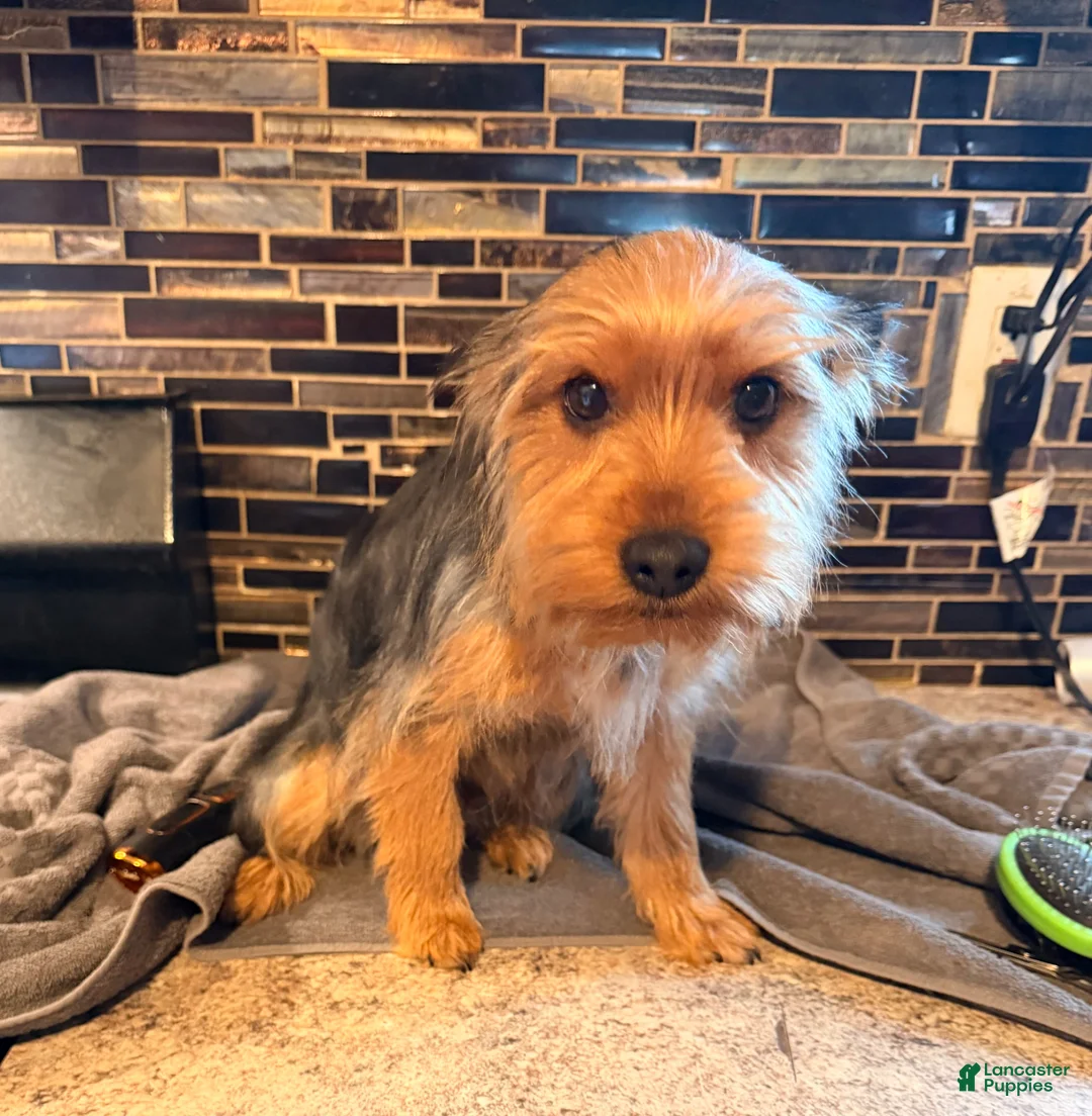 Yorkshire Terrier dogs for sale: Leo  - Ad 1