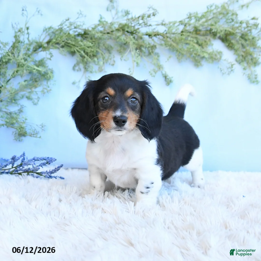 Miniature Dachshund dogs for sale: Krystal - Ad 1
