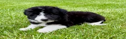 Bordoodle dogs for sale: Bordoodle 2 Harper - Ad 3