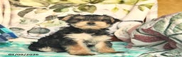 Morkie dogs for sale: Max  - Ad 2