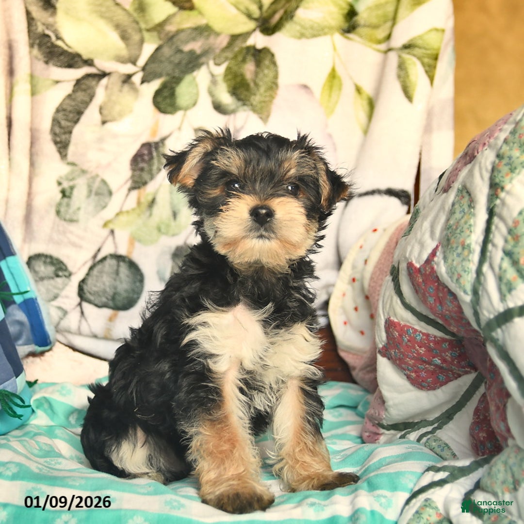 Morkie dogs for sale: Max  - Ad 2