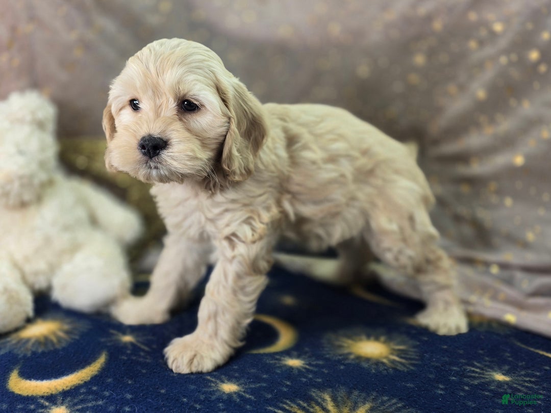 Cockapoo dogs for sale: Lieutenant Pete - Ad 13