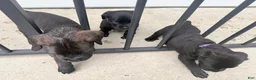 Cane Corso dogs for sale: Phantom - Ad 6