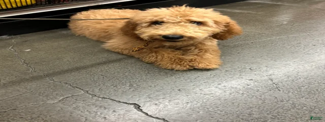 Bailey