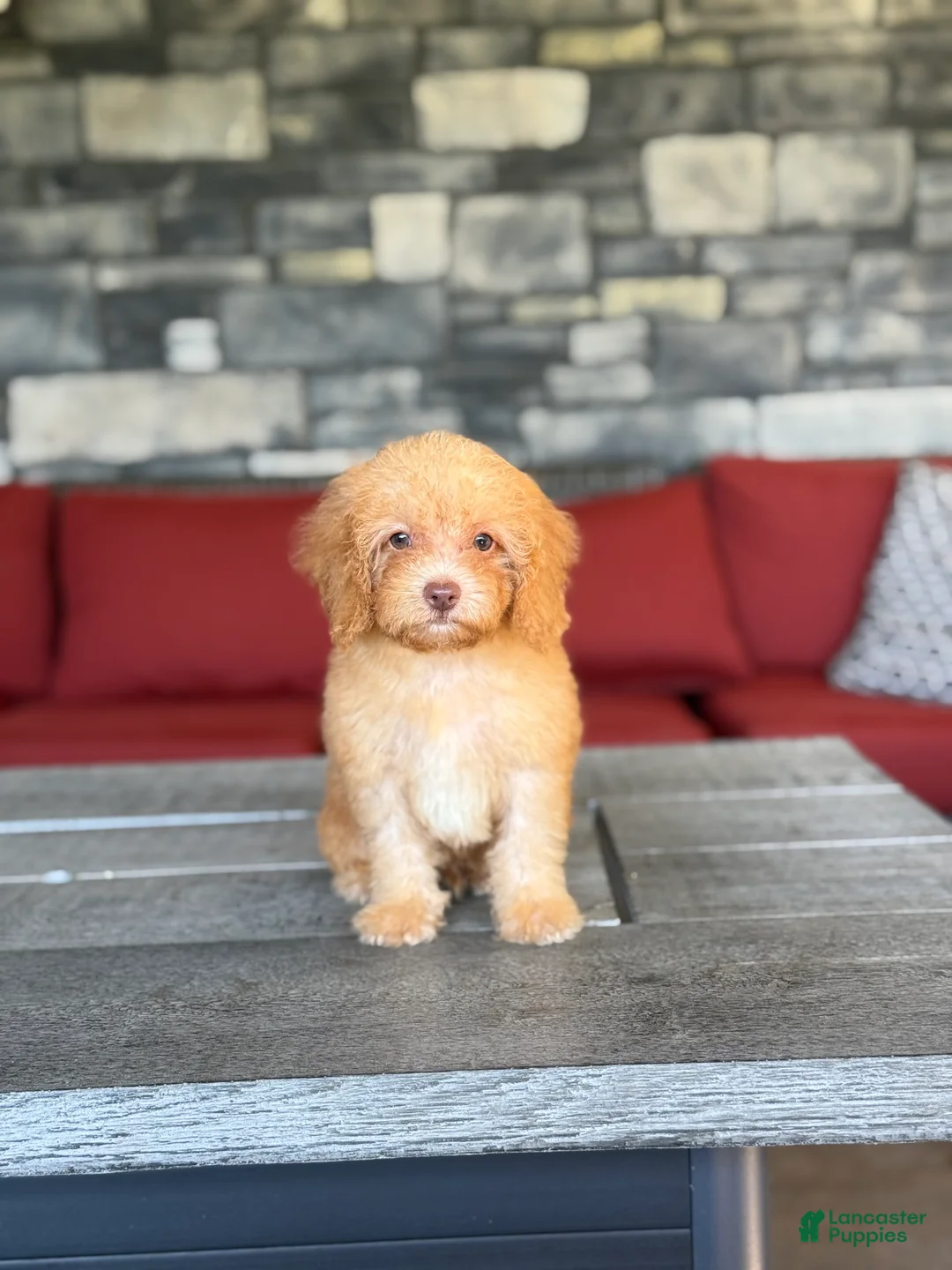 Miniature Poodle dogs for sale: Pluto - Ad 1