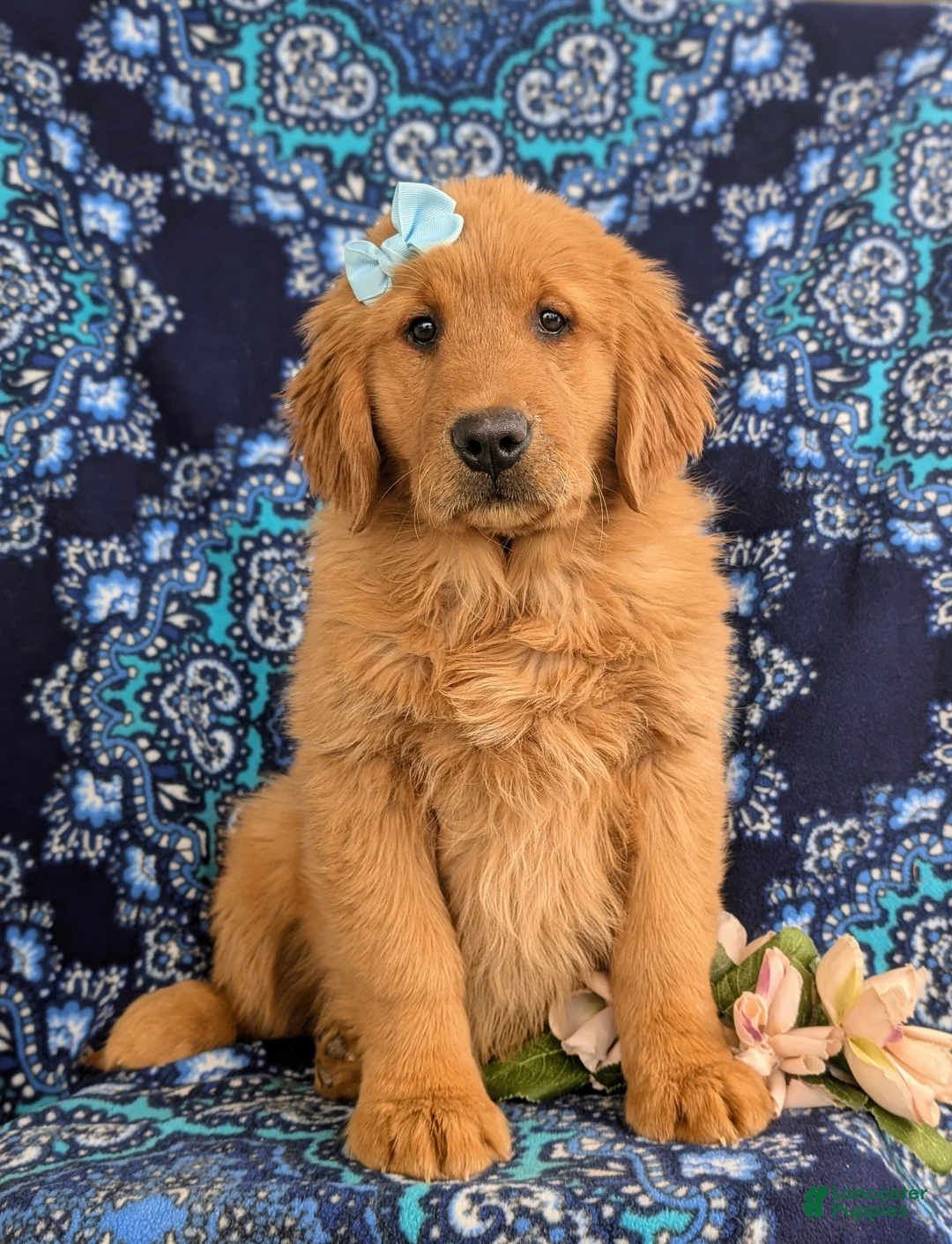 Golden Retriever dogs for sale: Ella - Ad 1