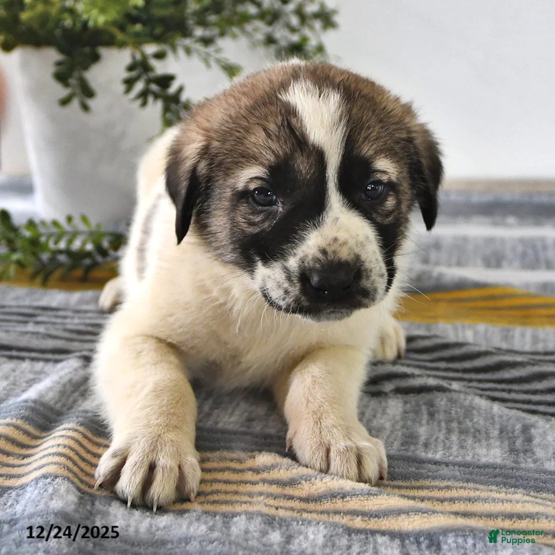 Mixed Breed dogs for sale: Max - Ad 9