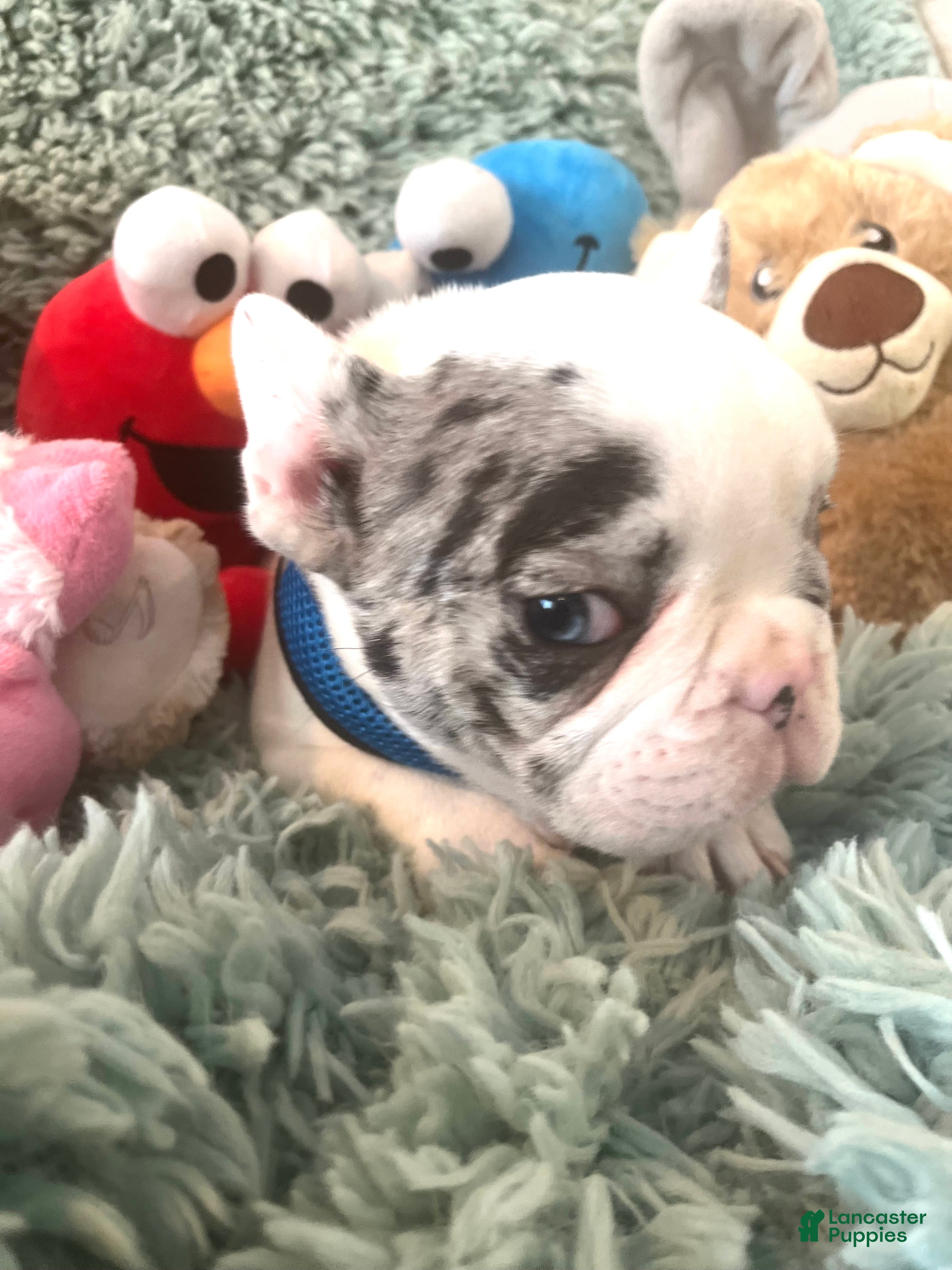 French Bulldog dogs Pablo - Ad 1