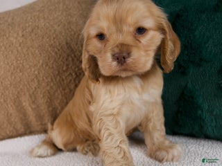 Cocker Spaniel dogs Ruby - Ad 8
