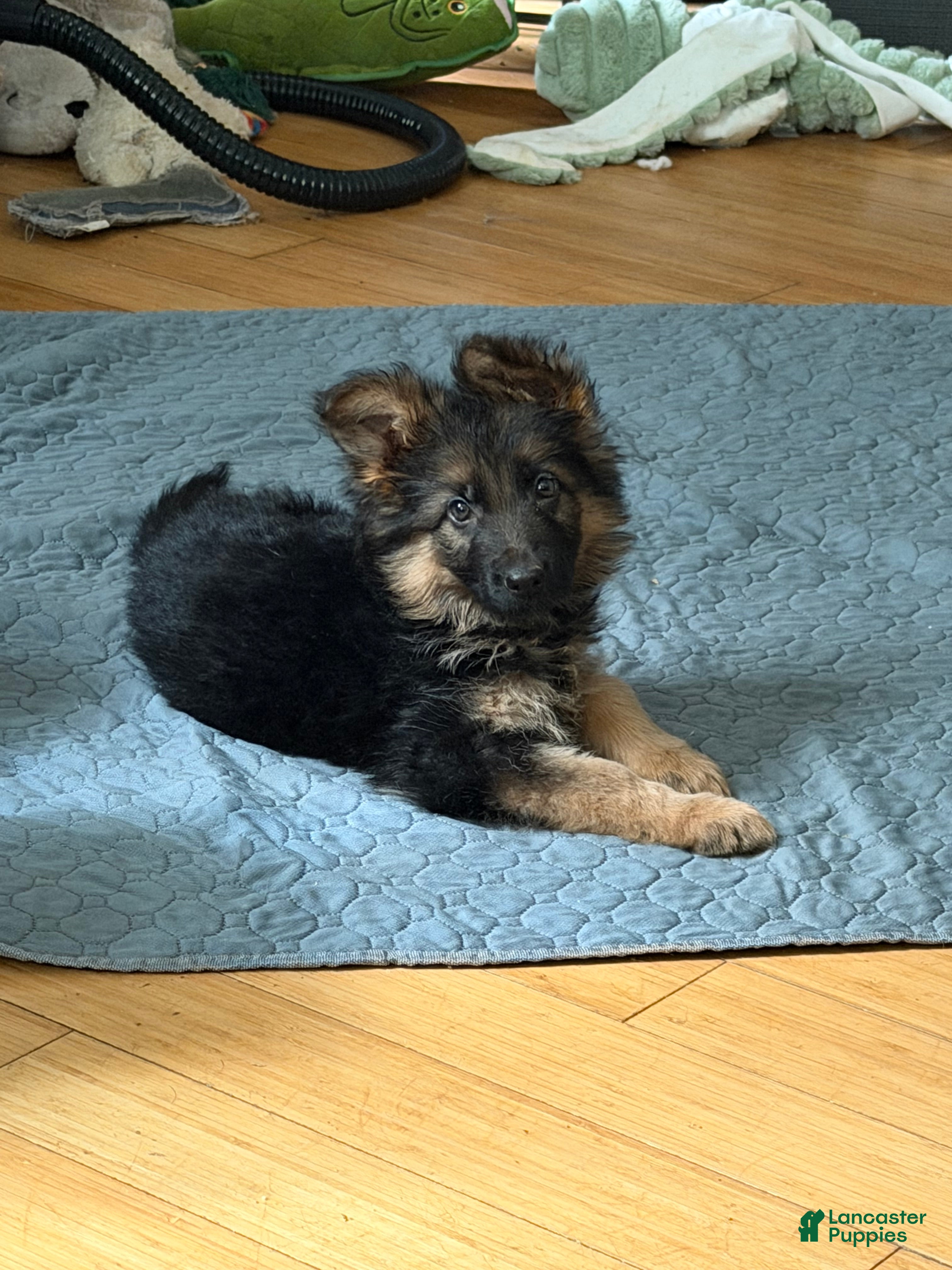 German Shepherd dogs Lh Champion bred import girl - Ad 8