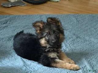 German Shepherd dogs Lh Champion bred import girl - Ad 32