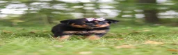 Rottweiler dogs for sale: Ivy - Ad 2