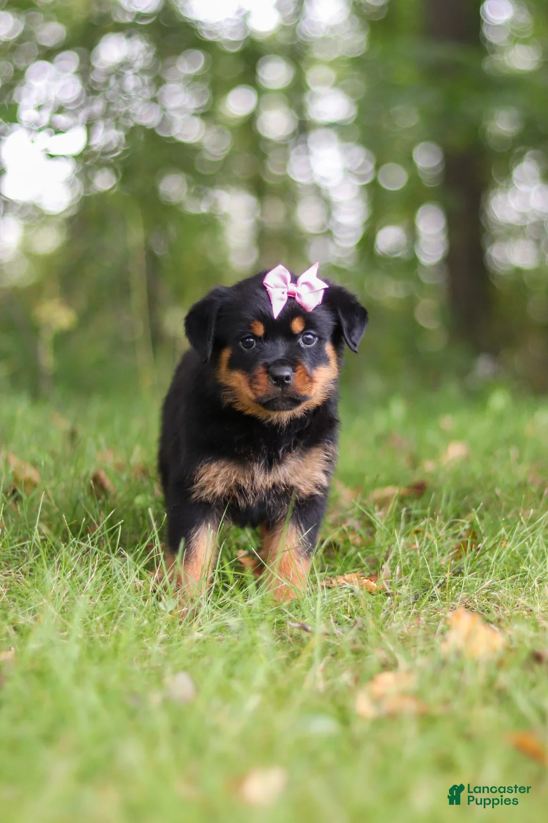 Rottweiler dogs for sale: Ivy - Ad 2