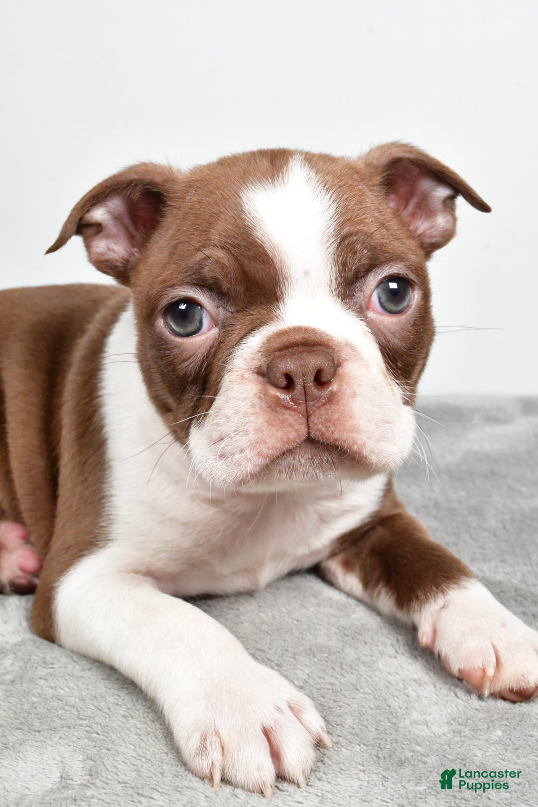Boston Terrier dogs for sale: Jasper - Ad 7