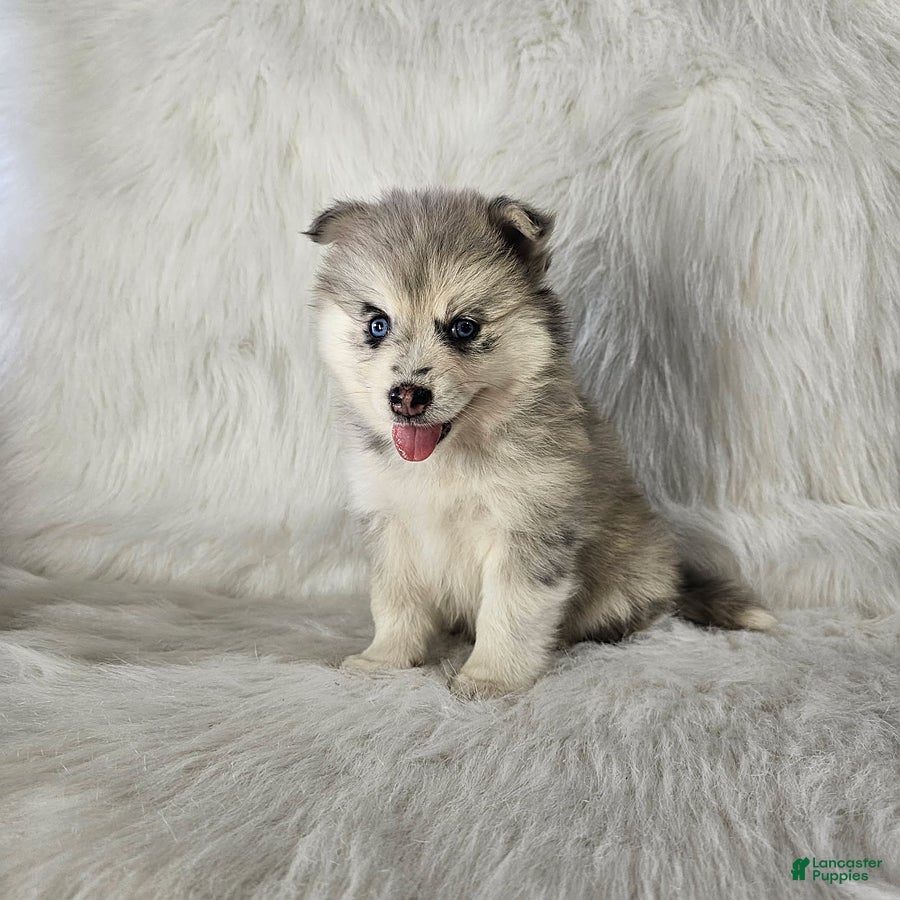 Pomsky dogs Ace - Ad 2