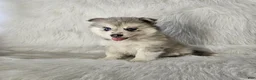 Pomsky dogs for sale: Ace - Ad 2