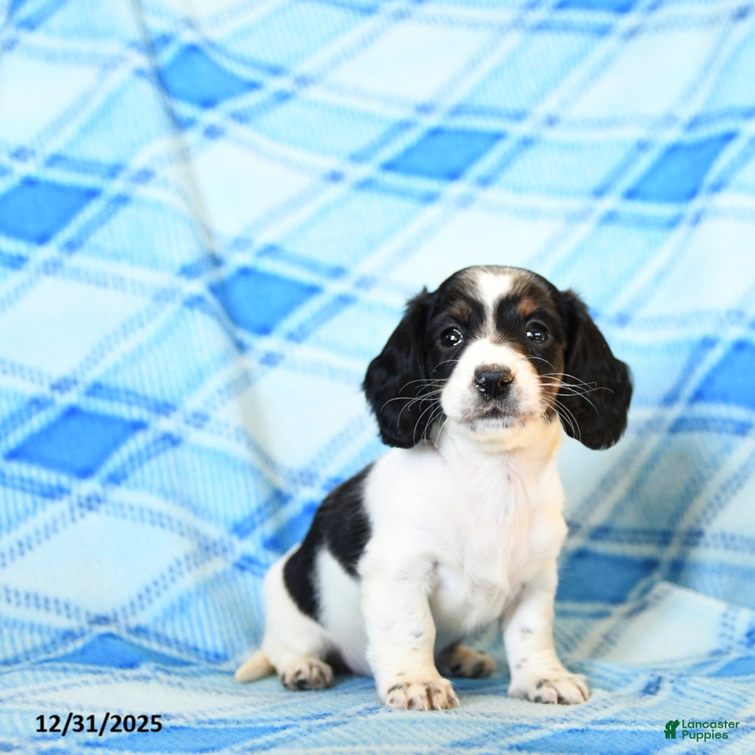 Miniature Dachshund dogs for sale: Snuffles - Ad 3