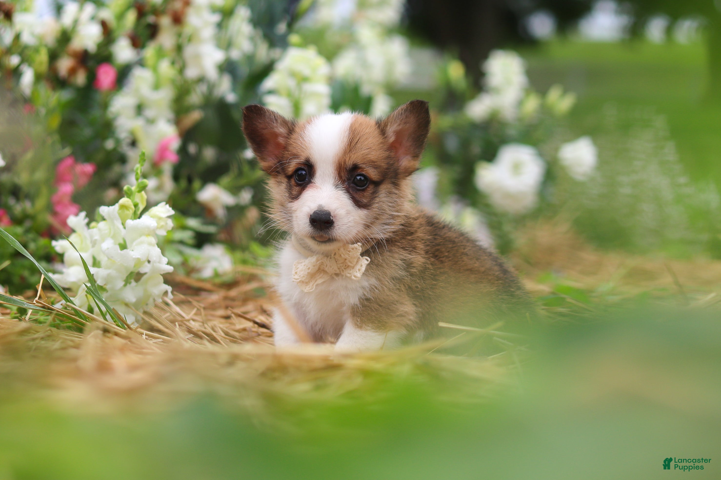 Welsh Corgi Pembroke dogs Myla - Ad 2