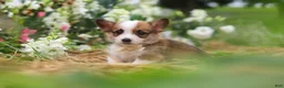 Welsh Corgi Pembroke dogs for sale: Myla - Ad 2