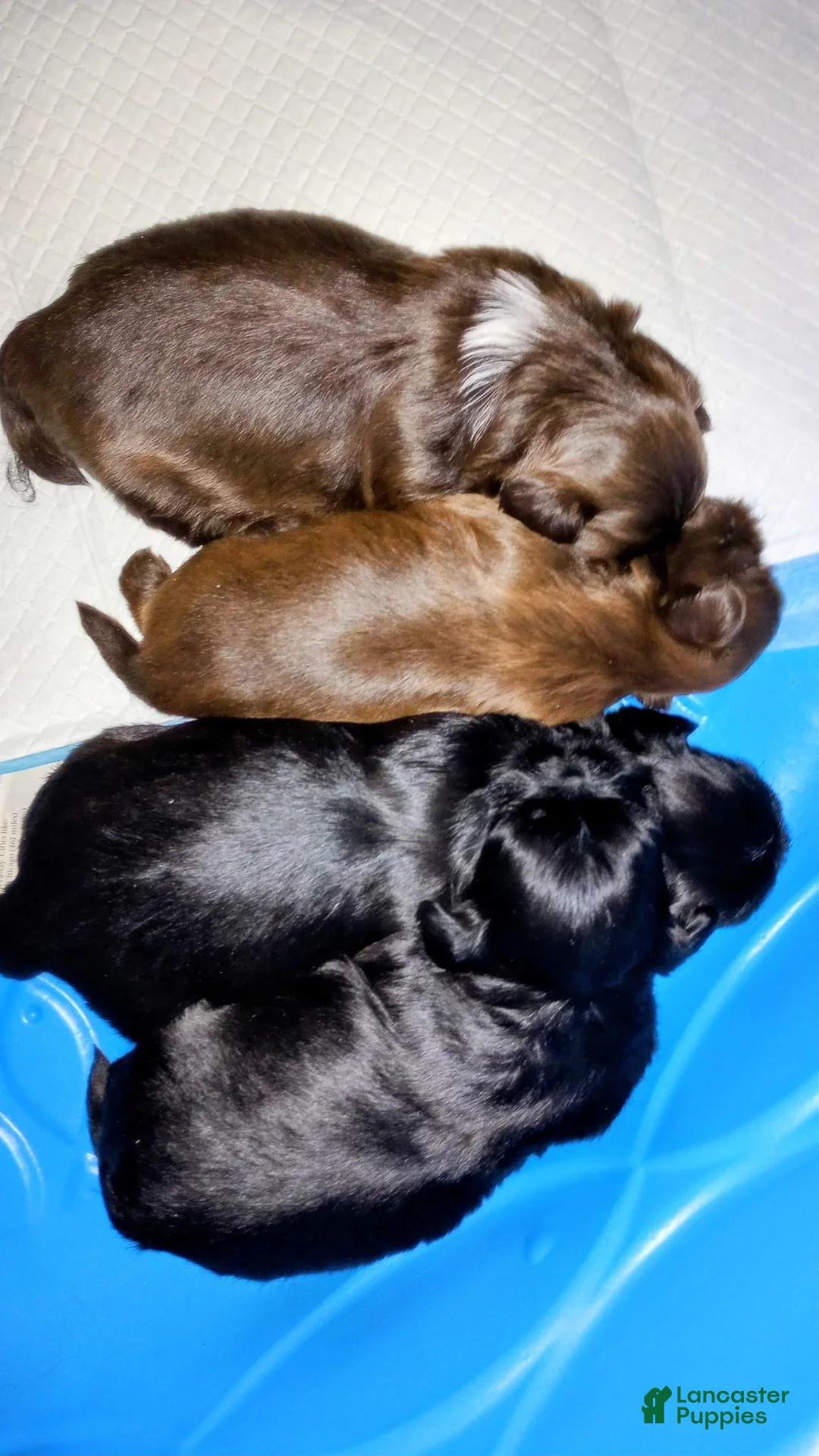 Shih Tzu dogs for sale: Shih Tzu Puppy 4 - Ad 1