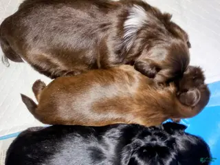 Shih Tzu dogs for sale: Shih Tzu Puppy 4 - Ad 4