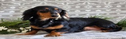 Miniature Dachshund dogs for sale: Donny - Ad 10