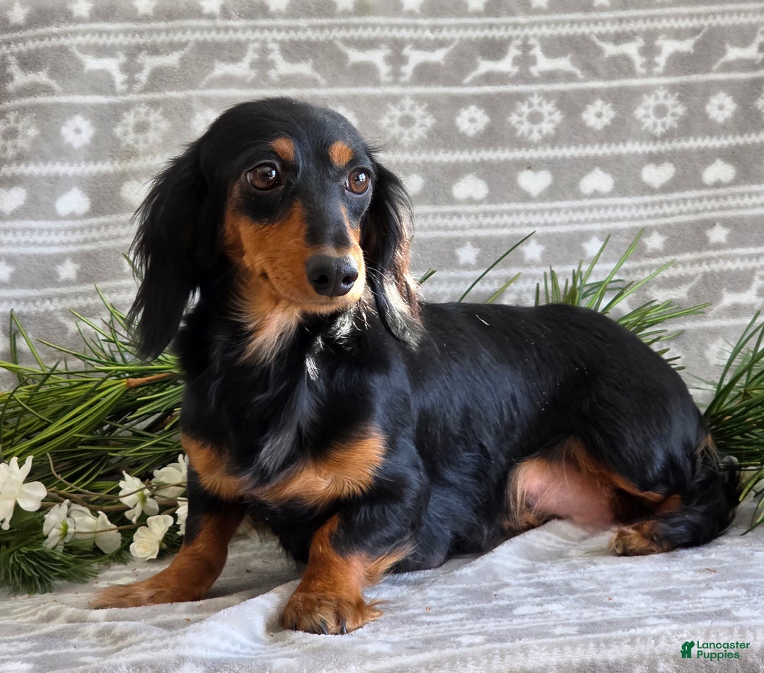 Miniature Dachshund dogs for sale: Donny - Ad 10