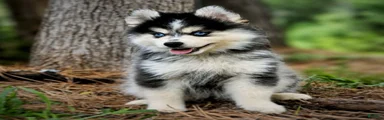 Pomsky Puppy Boy - 1 of 5 