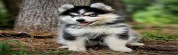 Pomsky dogs for sale: Pomsky Puppy Boy - 1 of 5  - Ad 1