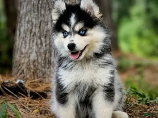 Pomsky dogs Pomsky Puppy Boy - 1 of 5 - Ad 9