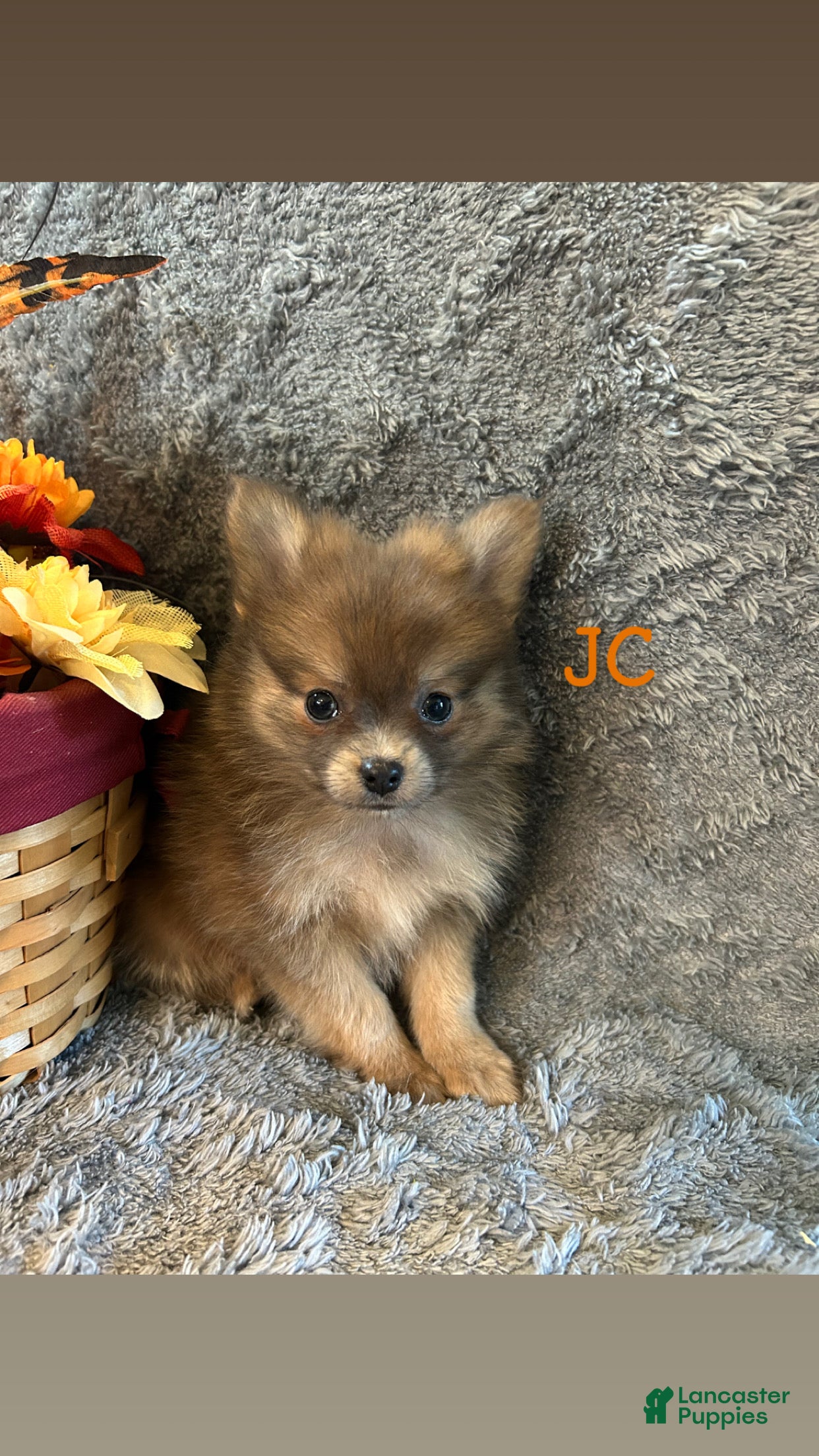 Pomeranian dogs for sale: JC - Ad 1