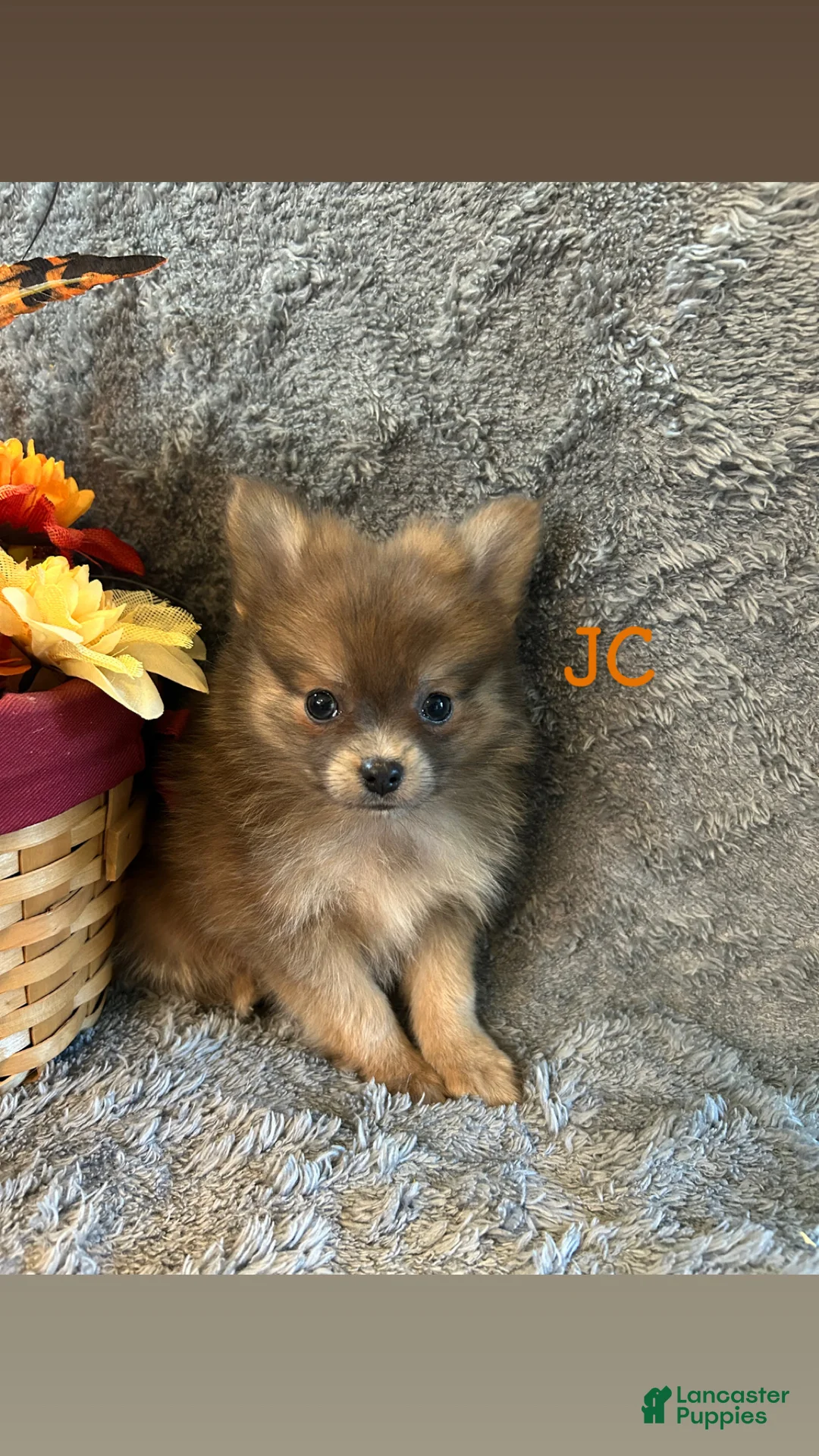 Pomeranian dogs for sale: JC - Ad 1