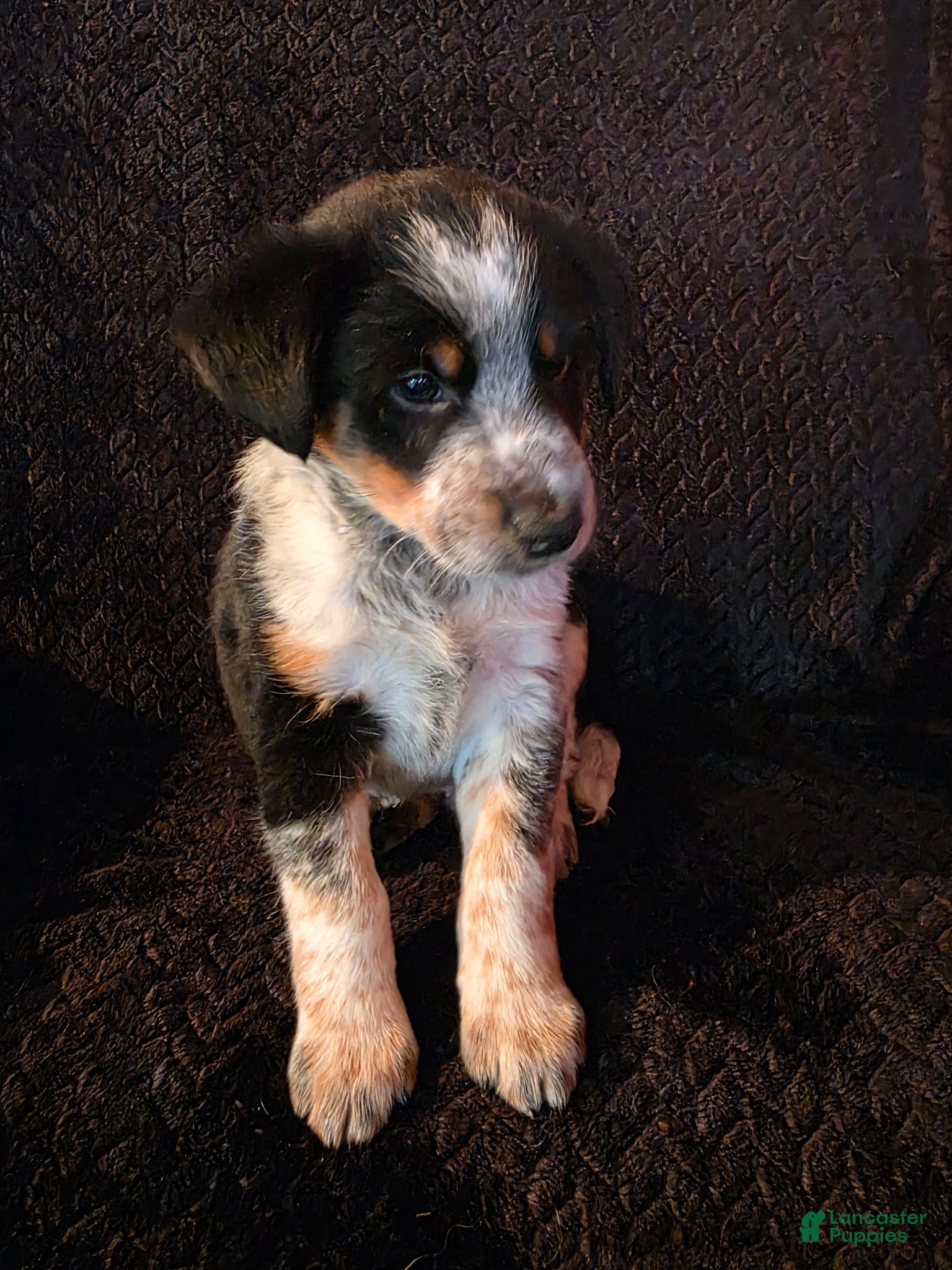 Mixed Breed dogs Hoss - Ad 10
