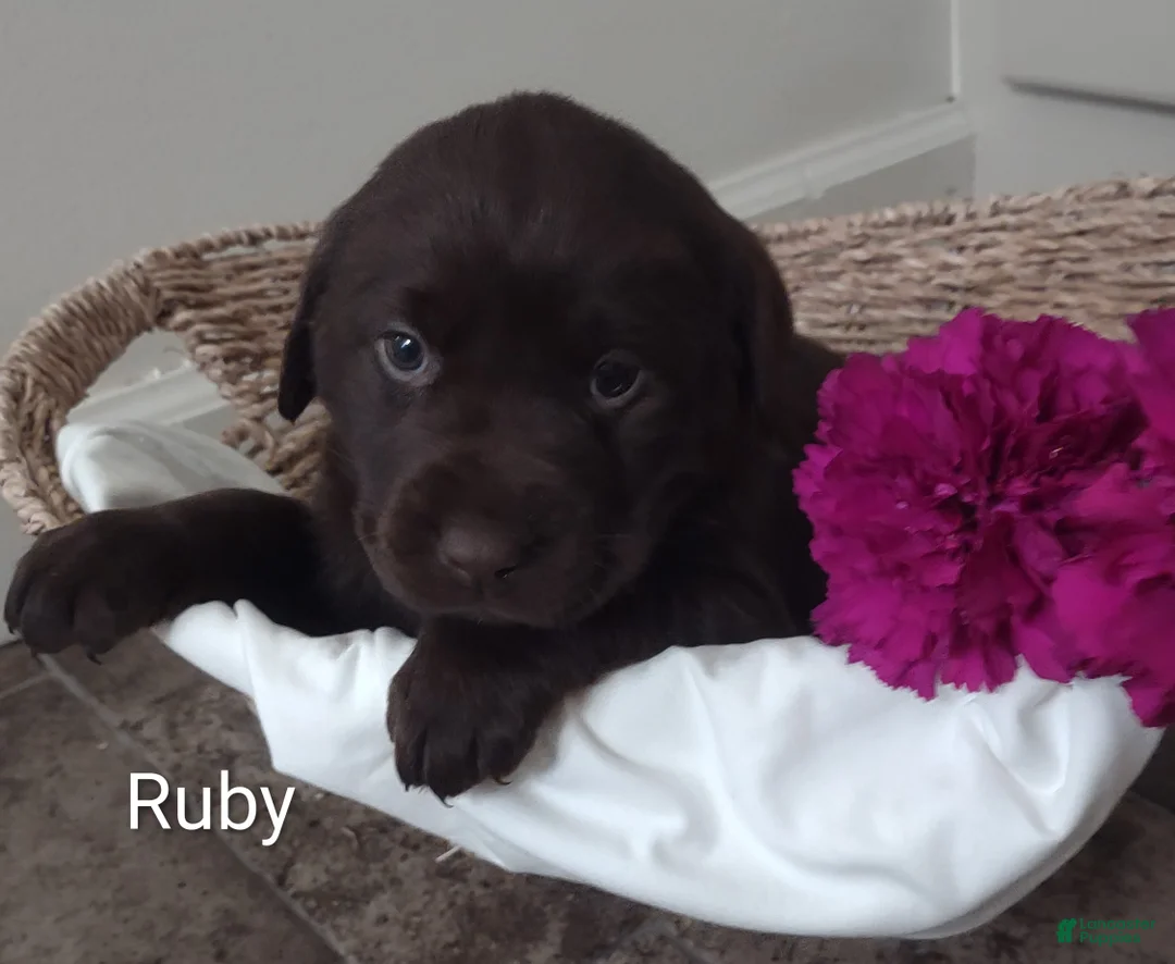 Labrador Retriever dogs for sale: Ruby - Ad 2