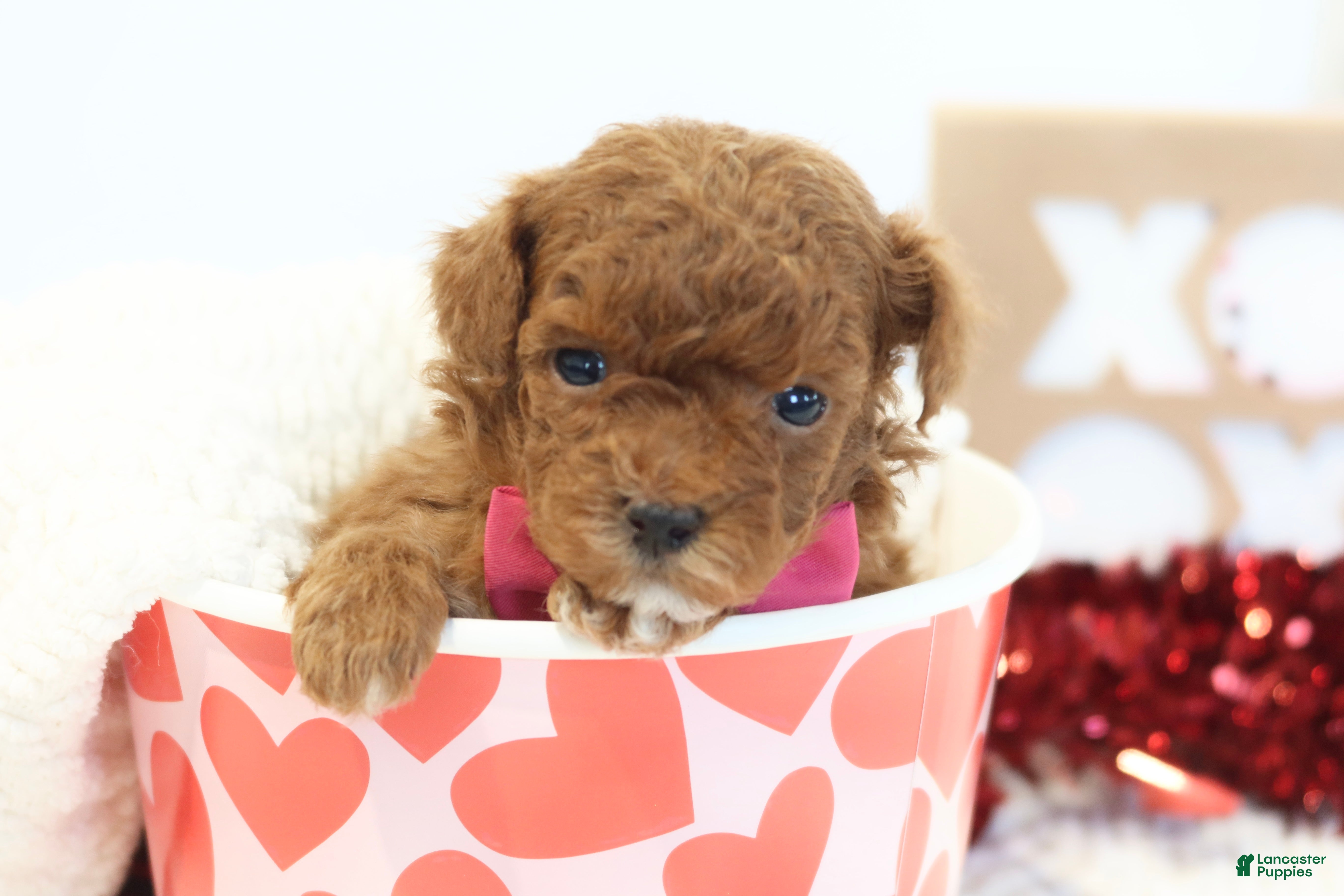Toy Poodle dogs Lovebug - Ad 1