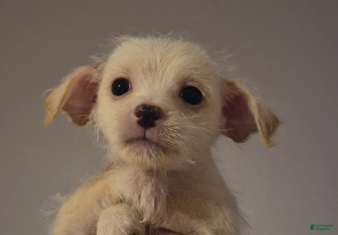 Chipoo dogs for sale:  Puppy 1 - Ad 8