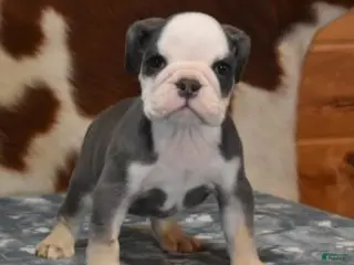 English Bulldog dogs BENJI, BLUE TRI - Ad 12