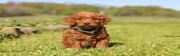 Mini Goldendoodle dogs for sale: Finn - Ad 3