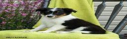 Shetland Sheepdog dogs for sale: Stan - Ad 5