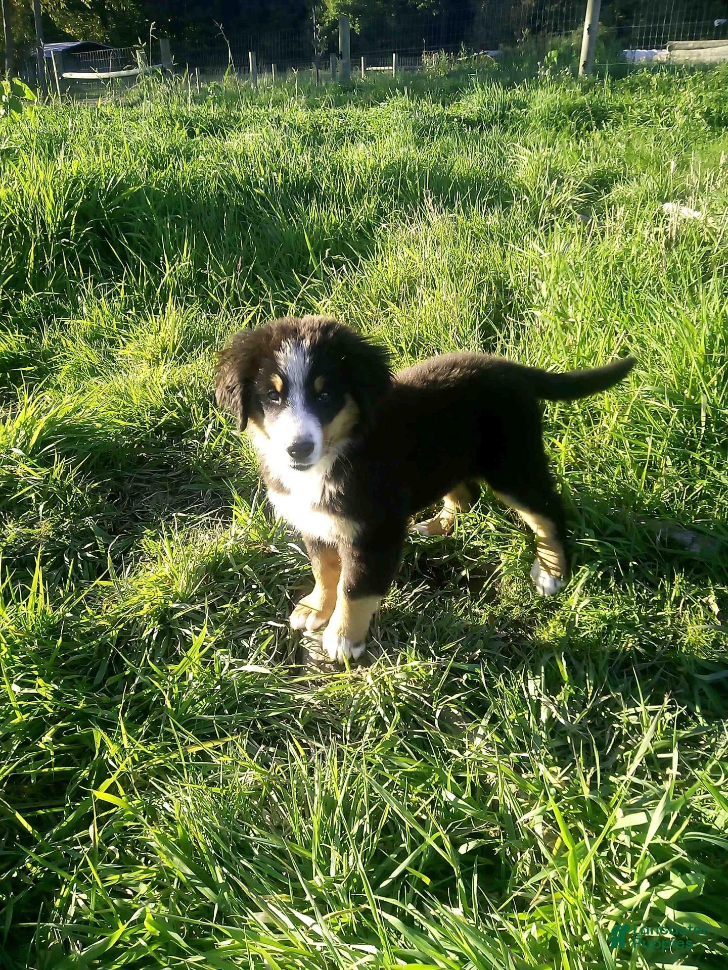 Bernese Mountain Dog