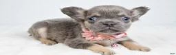 French Bulldog dogs for sale: Zuna  - Ad 10