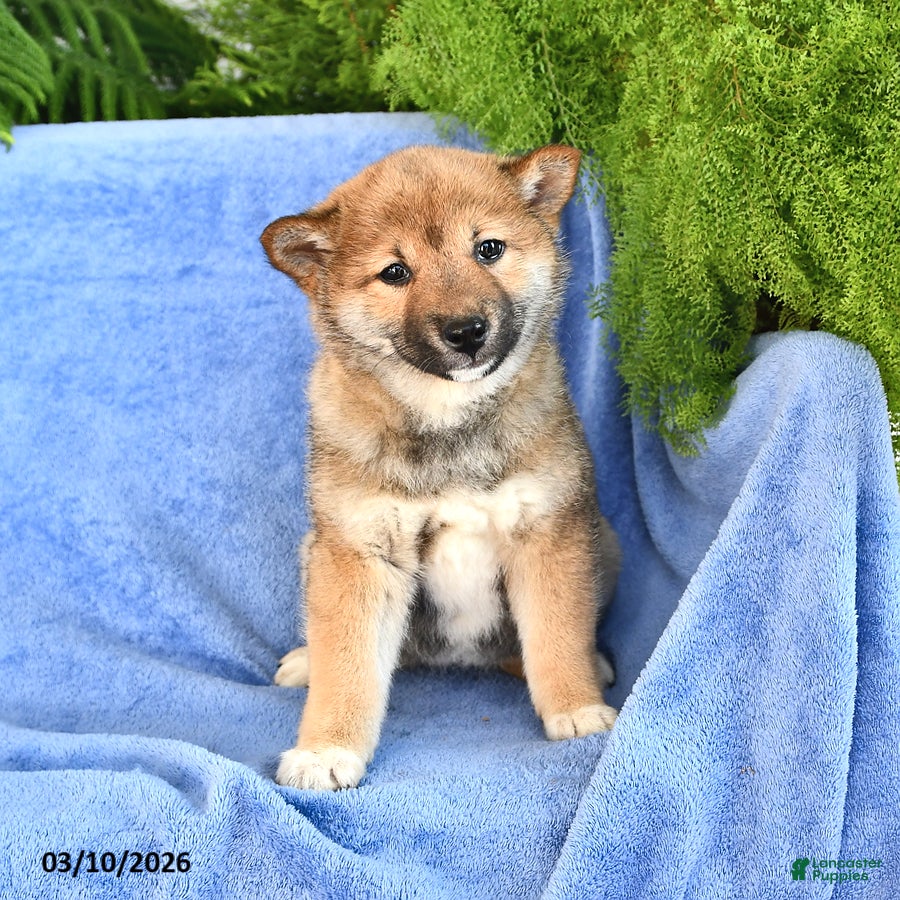 Shiba Inu dogs Darla - Ad 1