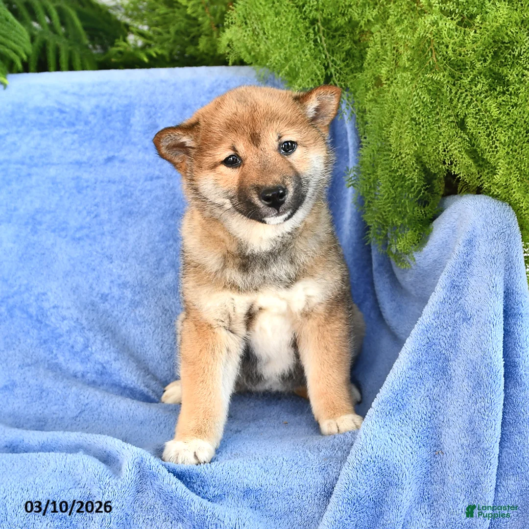 Shiba Inu dogs for sale: Darla - Ad 1