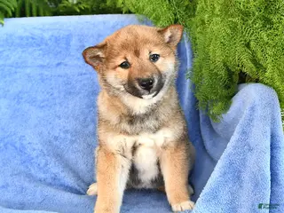 Shiba Inu dogs for sale: Darla - Ad 1