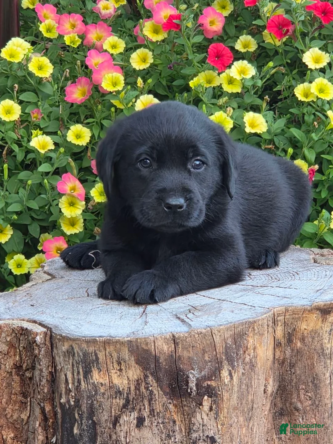 Labrador Retriever dogs for sale: Big Boy  - Ad 3