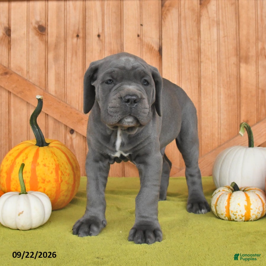 Cane Corso dogs Cowboy - Ad 2
