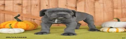 Cane Corso dogs for sale: Cowboy - Ad 2