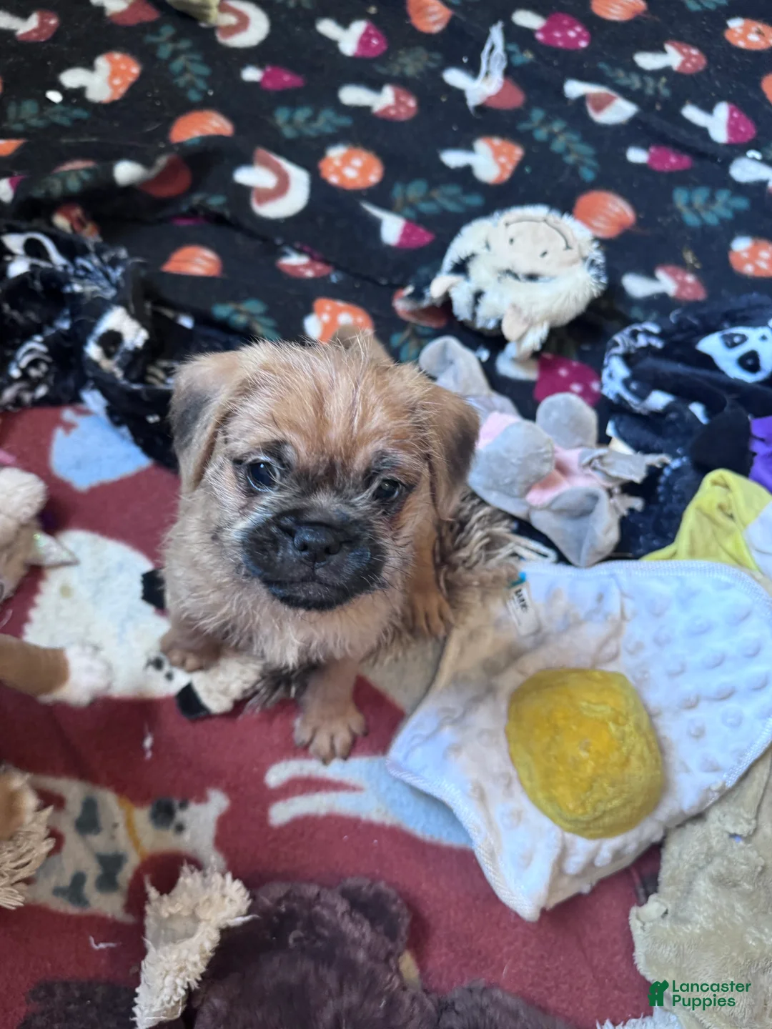 Pugapoo dogs for sale: Pugapoo 1 - Ad 2