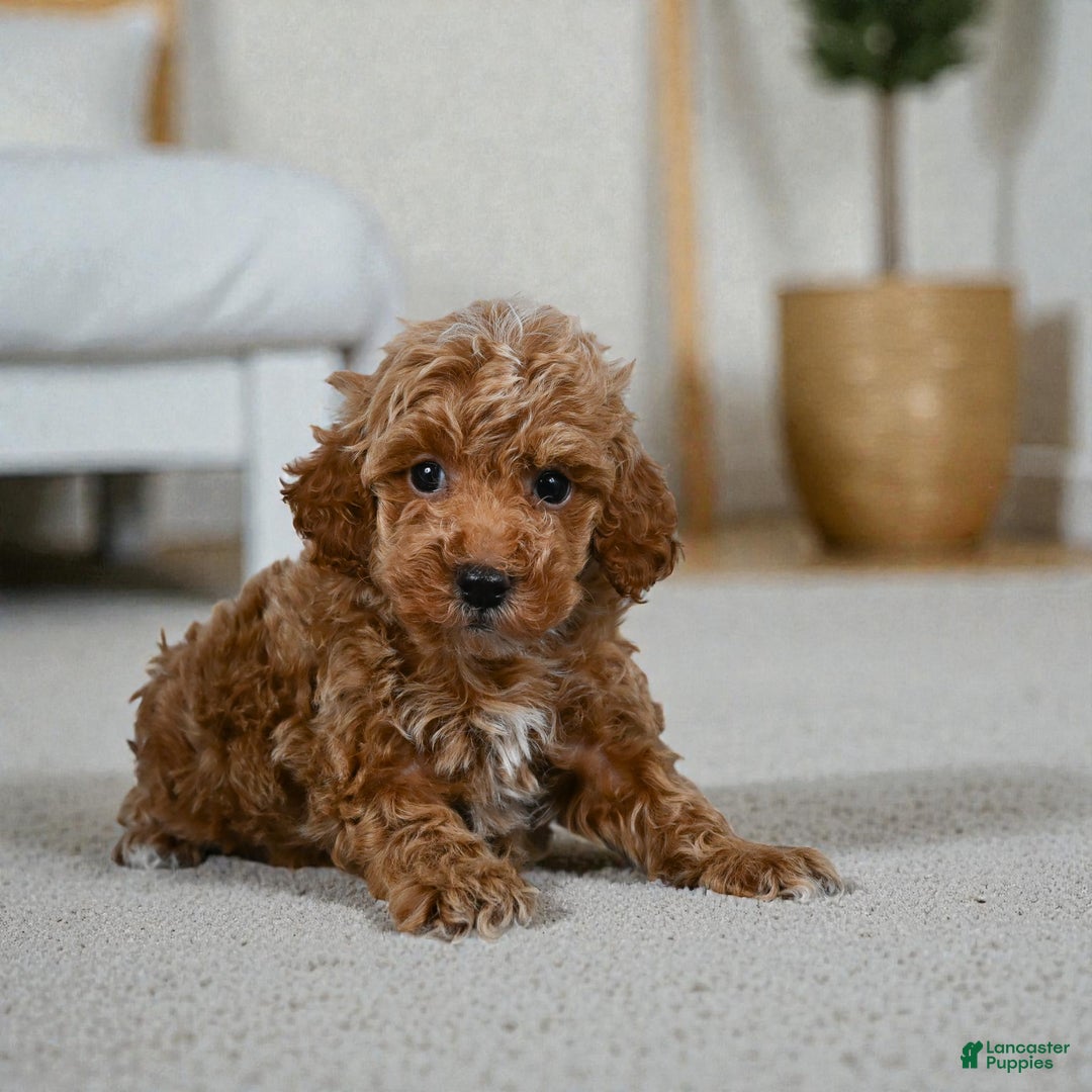 Miniature Poodle dogs for sale: Earl - Ad 6