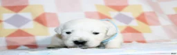 Golden Retriever dogs for sale: Charlie - Ad 2